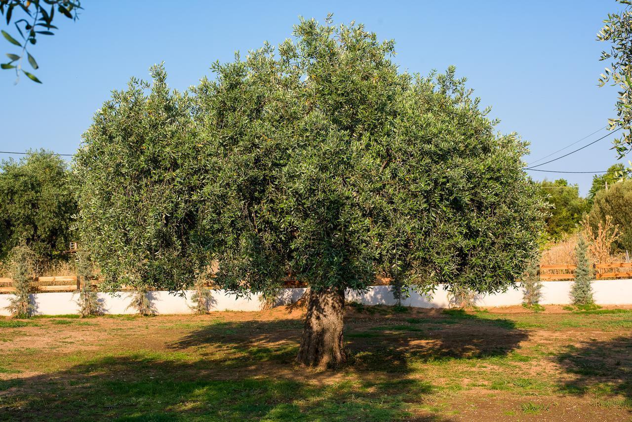 Olive Land Villas Limenaria  Exterior photo